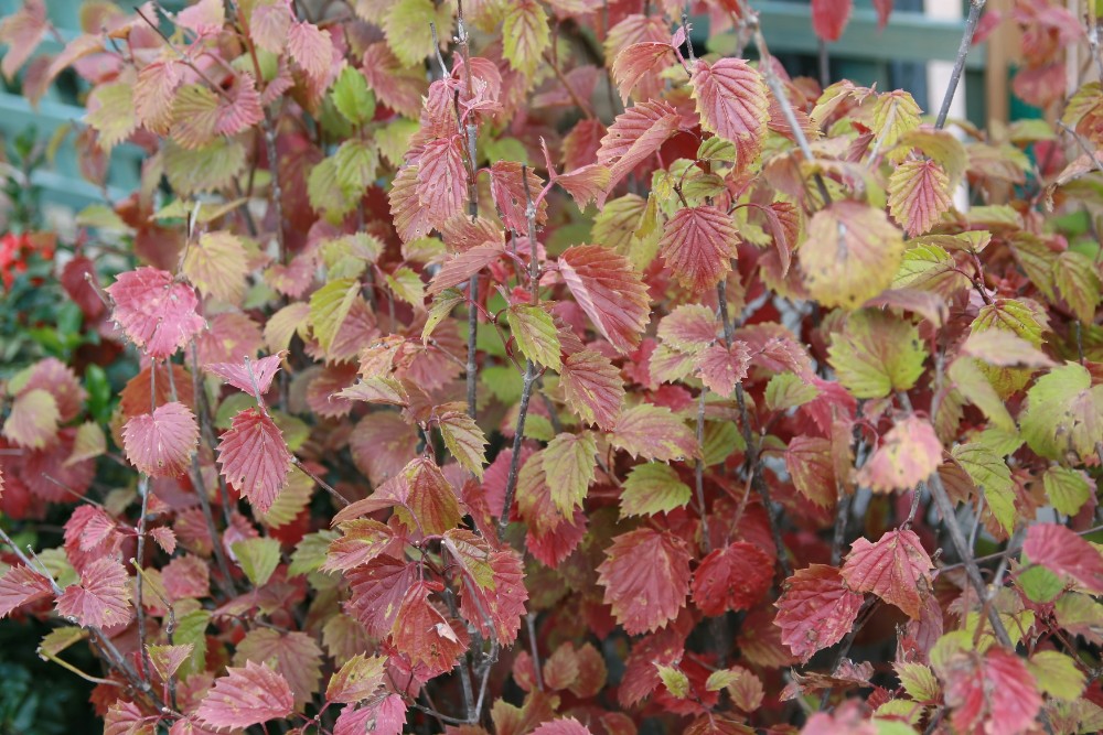 arrowood_viburnum3